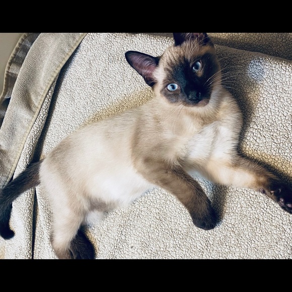 Meet your Posher, Dawn - Picture 10 of 16